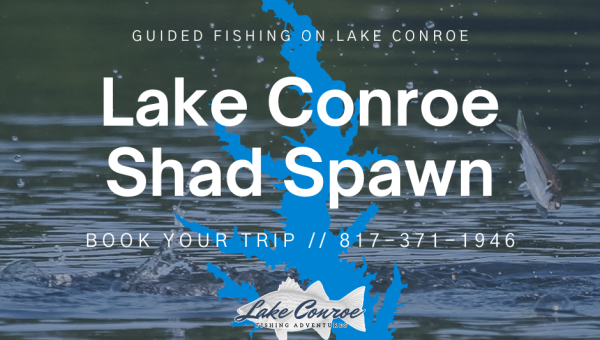 Spawning shad leading to good action on Lake Conroe